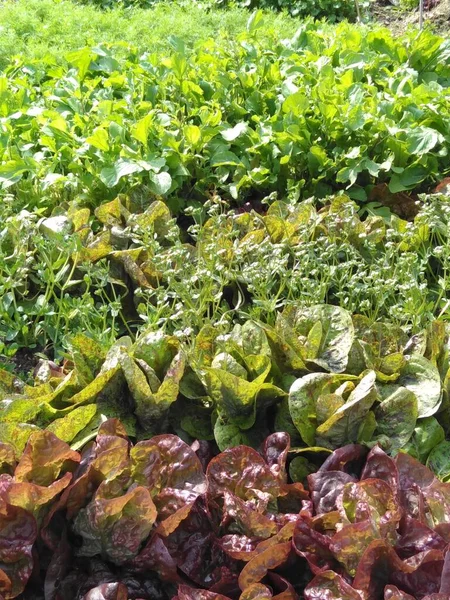 Laitue Verte Salade Dans Cadre Une Alimentation Saine — Photo
