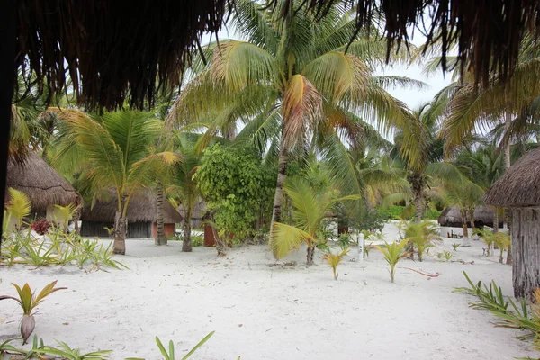 Les Palmiers Comme Symbole Des Tropiques Des Vacances — Photo