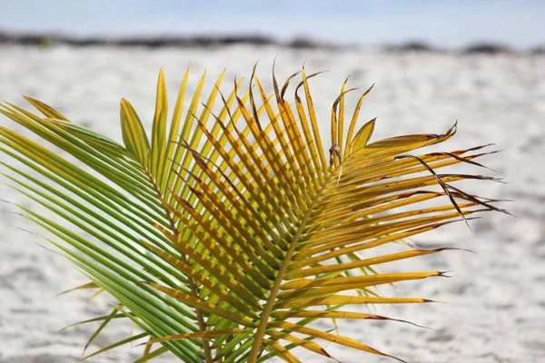 Palmen Als Symbol Für Die Tropen Und Den Urlaub — Stockfoto