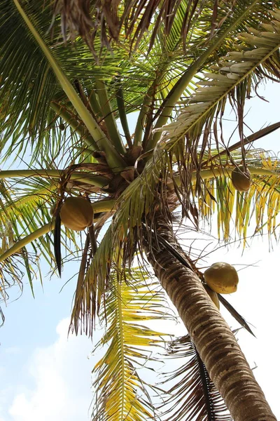 Les Palmiers Comme Symbole Des Tropiques Des Vacances — Photo