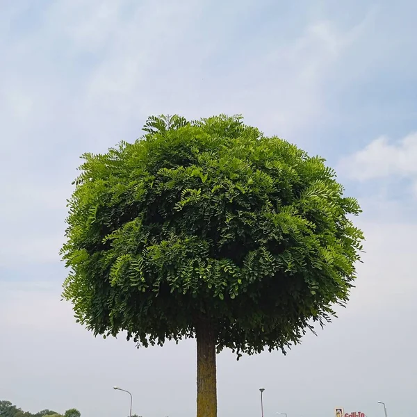 Baumkrone Und Blätter Von Laubbäumen Der Natur — Stockfoto