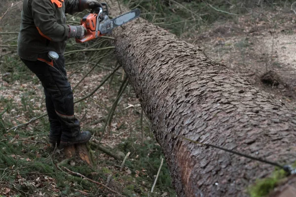 Mengukur Log Setelah Penebangan Pohon Penebangan Pohon Dan Pekerjaan Kehutanan — Stok Foto