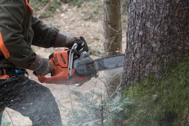 Ormanda ağaç kesen testereli bir oduncu.