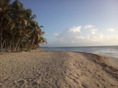 Tropiklerin ve tatillerin sembolü olarak palmiye ağaçları