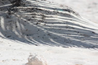 Tropiklerin ve tatillerin sembolü olarak palmiye ağaçları