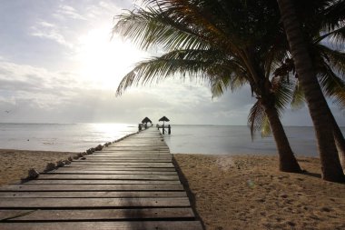 Tropiklerin ve tatillerin sembolü olarak palmiye ağaçları