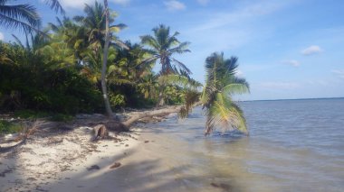 Tropiklerin ve tatillerin sembolü olarak palmiye ağaçları