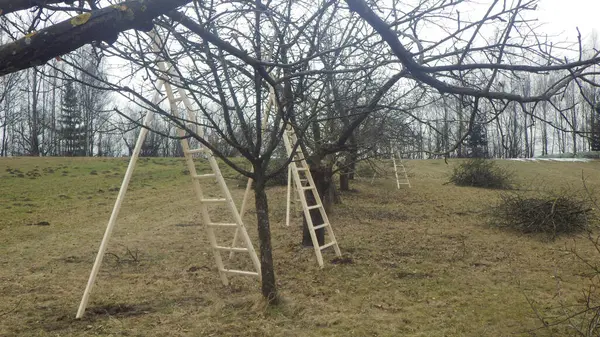 fruit tree cut in agriculture, tree growing and food production