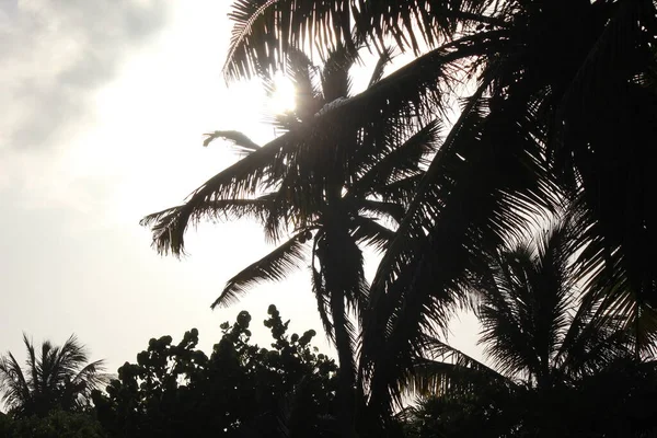 Palme Come Simbolo Tropici Vacanze — Foto Stock