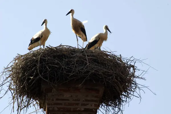 Stork Nest Brooding Young Birds — Zdjęcie stockowe