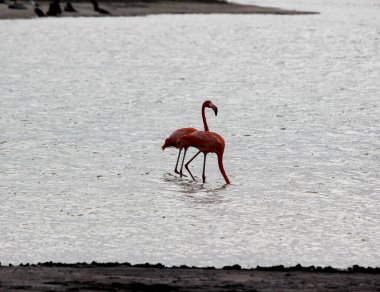 Flamingo, genellikle tek ayak üzerinde duran pembe bir kuş.
