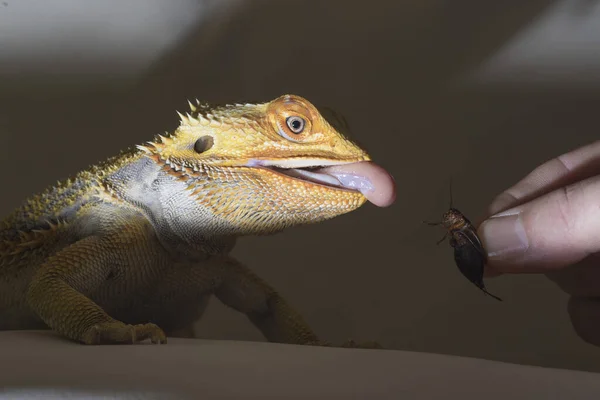 Agamidae Uma Espécie Lagartos Iguanianos Também Chamados Lagartos Dragão — Fotografia de Stock