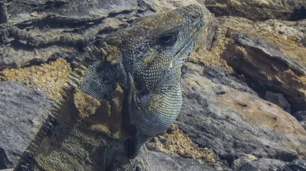 Iguana Una Lucertola Animale Appartenente Alla Famiglia Dei Rettili — Foto Stock