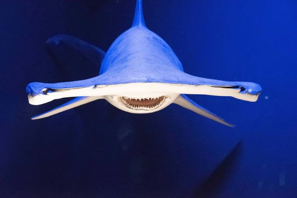 Der Hai Als Tier Das Unter Wasser Meer Lebt — Stockfoto
