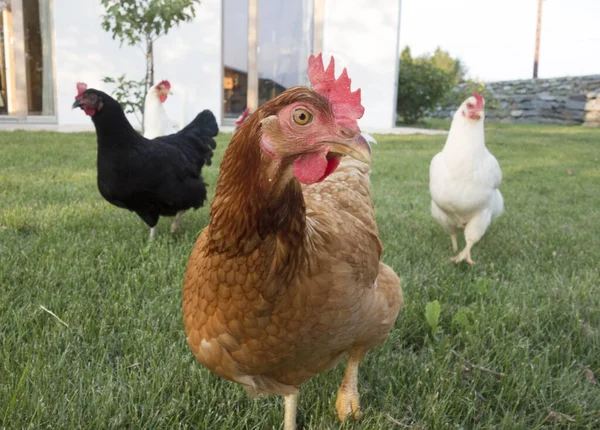Szabadtartású Csirke Megfelelő Tartás Részeként Jogdíjmentes Stock Képek
