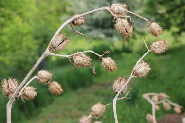 Datura ya da dikenli meyve, çok zehirli bir çiçek bitkisi.