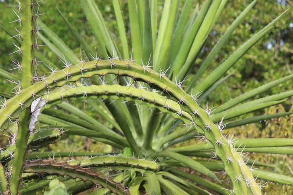 Pianta Cactus Pianta Succulenta Che Cresce Nativamente Ambienti Asciutti — Foto Stock