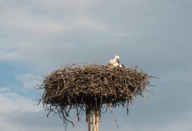 a stork in a nest, brooding of the young birds