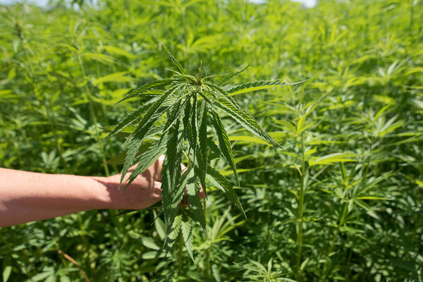 конопля поле летом выращивания растений для промышленного производства конопли
