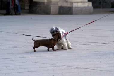 Köpeklerle oynamak kendilerini iyi hissettirir.