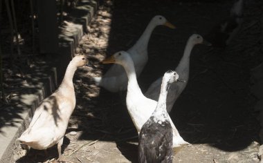 Kaz, çok yaygın bir kuş, çoğunlukla suda yaşar.