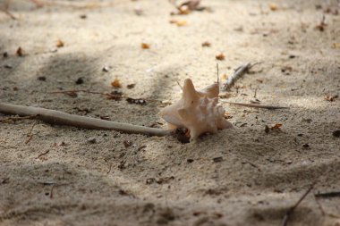 Boş deniz kabukları, deniz kabukları ya da sahildeki bir hayvanın kabukları.