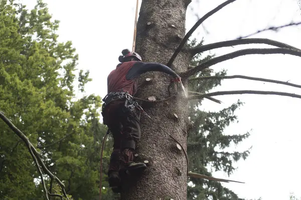 aborist working at height during tree care and tree pruning