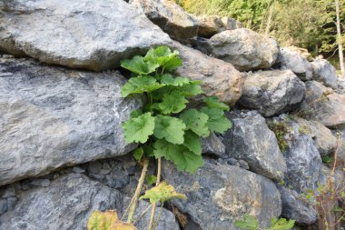 Bahçenin etrafındaki taş duvar kamusal alandan çizilmiş.