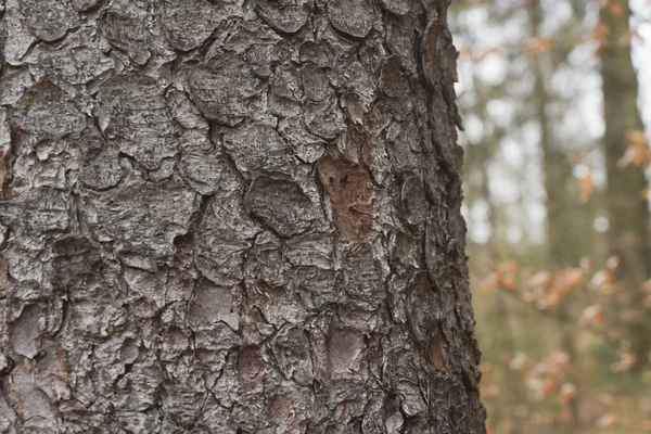 Kabuk böceği ağaçlarda yaşayan bir parazit geliri yok eder.