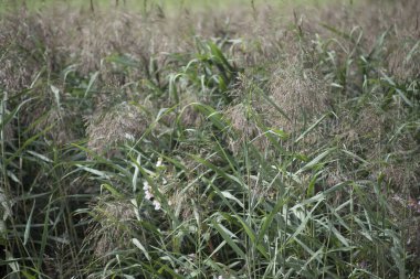 a reed plant at the water, a biotope in nature