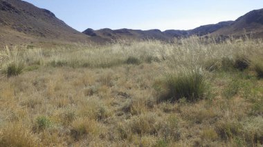 Dünya üzerinde büyük bir yaşam alanı olarak farklı çeşitliliklere sahip otlaklar.