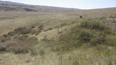 Dünya üzerinde büyük bir yaşam alanı olarak farklı çeşitliliklere sahip otlaklar.