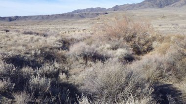 Dünya üzerinde büyük bir yaşam alanı olarak farklı çeşitliliklere sahip otlaklar.