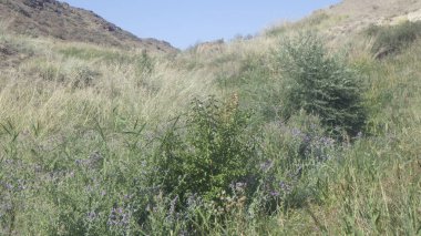 Dünya üzerinde büyük bir yaşam alanı olarak farklı çeşitliliklere sahip otlaklar.