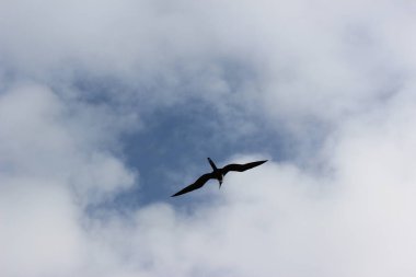 Kuşlar doğada özgürlüğün ve sınırsızlığın sembolü olarak uçuyor.