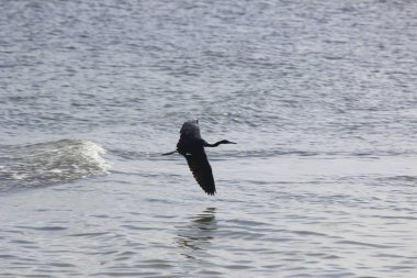 Balıkçılık becerileriyle tanınan bir kuş.