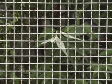 Çevre koruma ve doğa koruma yenilenmesi boyunca