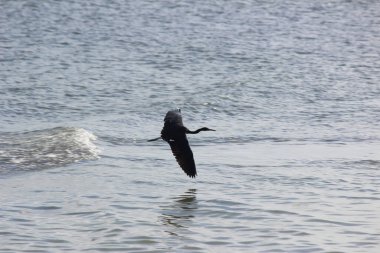 Balıkçılık becerileriyle tanınan bir kuş.
