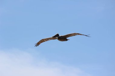 Kuşlar doğada özgürlüğün ve sınırsızlığın sembolü olarak uçuyor.