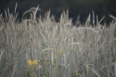 Tarım alanında buğday tarlası, gıda üretimi için tahıl yetiştirme