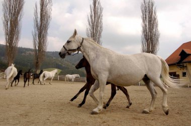 The Lipizzaner a famous horse and an icon clipart