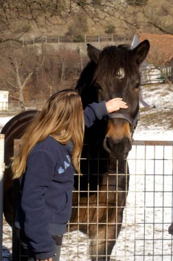 Caring for horses as a loving task clipart