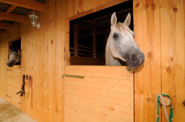 Caring for horses as a loving task clipart