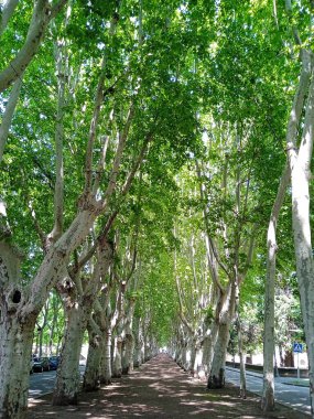 Barselona çok iyi bilinen bir tatil beldesi ve görülecek çok manzarası var.