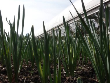 Bahçecilik ve bahçe tasarımı, bitkilerle manzara planlaması.