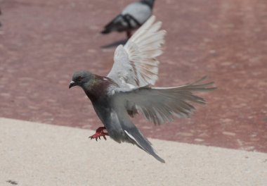 pigeon or dove, a flying feathered animal in the city clipart