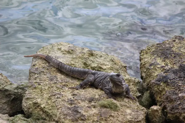 stock image a lizard, an animal as part of the reptile family