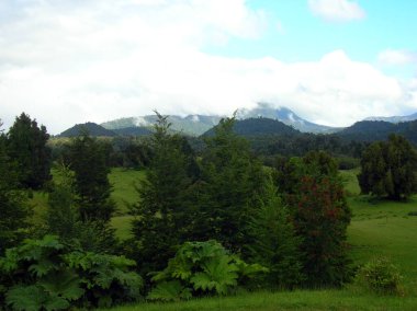 Patagonya Şili 'deki odun ve ağaçlar 
