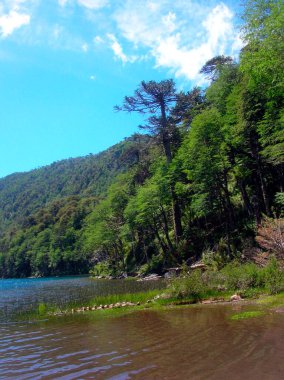 Patagonya Şili 'deki odun ve ağaçlar 