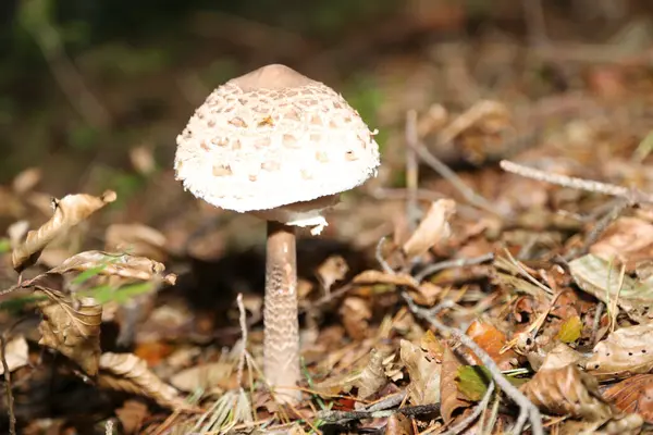 Stock image Mushroom, mushrooms are a separate life form or species